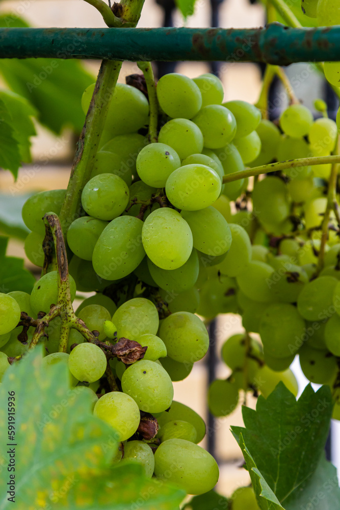 Φωτογραφία Juicy and tasty big bunches of ripe grapes on plantation bushes