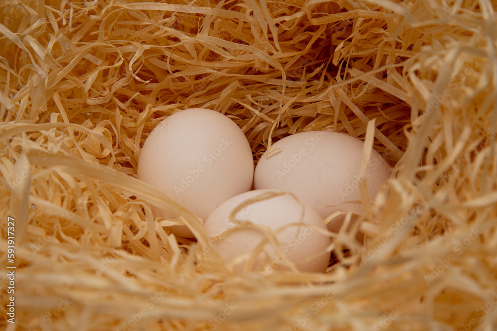 Three bird eggs lie in the nest Three bird eggs lie in the nest