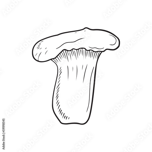 Pleurotus eryngii, king trumpet mushroom, French horn mushroom, eryngi, king oyster mushroom, king brown mushroom, boletus of the steppes, trumpet royale vector sketch vintage illustration.