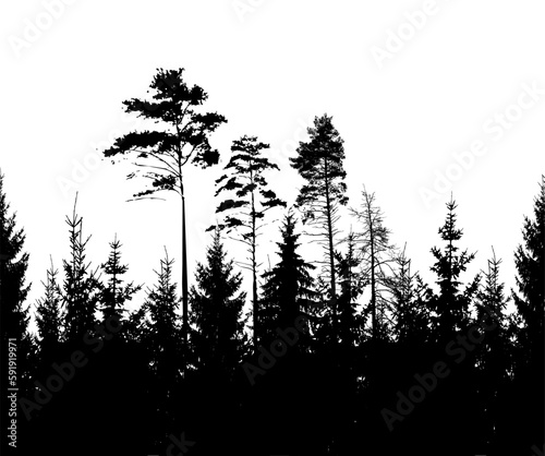 Forest silhouette of coniferous trees. Vector illustration