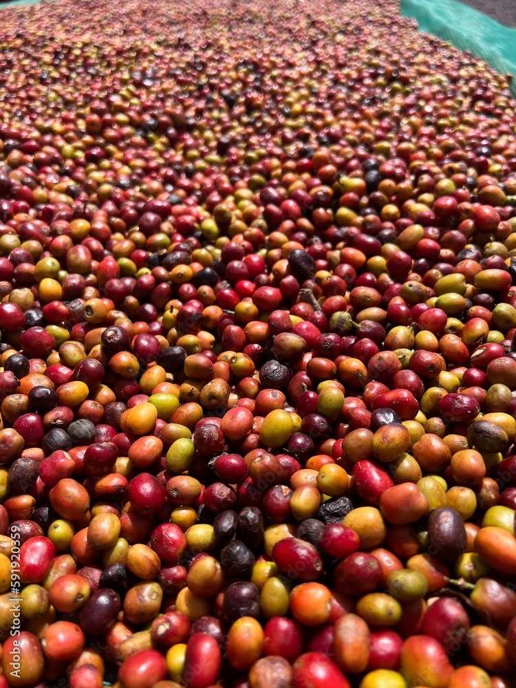 Ethiopian red and green coffee cherries lying to dry in the sun. This process is the natural process. Bona Zuria, Ethiopia