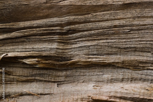 A piece of raw and chopped wood.