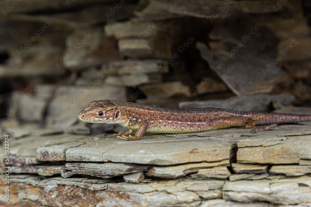 Lacerta agilis, sand lizard, on a sunny summer day Lacerta agilis, sand lizard, on a sunny summer day