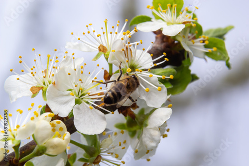 Honey bee flies, feeding and pollinating plum flowers in a plum orchard