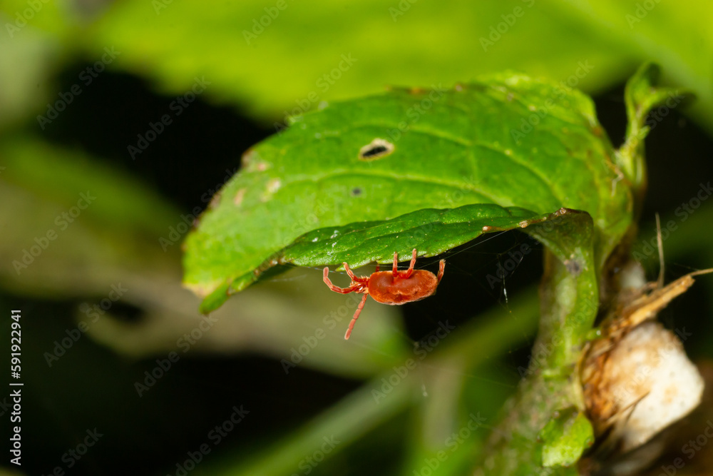 Close up macro Red velvet mite or Trombidiidae in natural environment Close up macro Red velvet mite or Trombidiidae in natural environment
