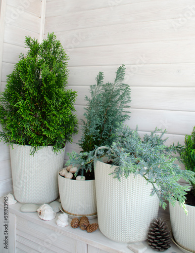 Coniferous plants on a white balcony. Thuja, cypress, juniper. Crop production. Interior design, wooden veranda, cozy balcony, a place for rest and relaxation. Modern stylish loggia.