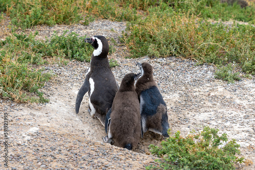 Two hungry young Magellanic penguins are begging their parents to request food at Punta Tombo nature reserve near Puerto Madryn, Argentina. 