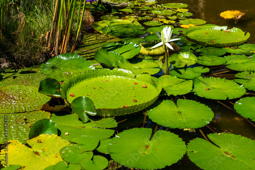 A water garden in the botanical garden.  Buenos Aires, Argentina.  photo