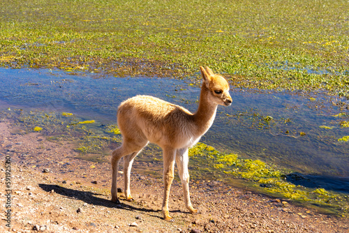 One vicuna baby at the edge of the water both stare directly into the camera near San Pedro de Atacama, Chile. The vicuna (Vicugna vicugna) is one of the two wild South American camelids.  photo