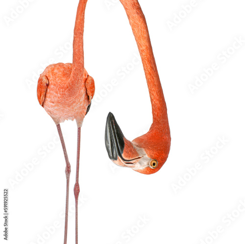 Portrait of a funny and cute American Flamingo upside down; head down. with a perspective effect shrinking the body which creates a lot of depth, isolated on white
