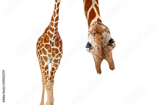caricature of a funny and cute giraffe upside down with teeth and big eyes. Perspective effect shrinking the body which creates a lot of depth, isolated on white