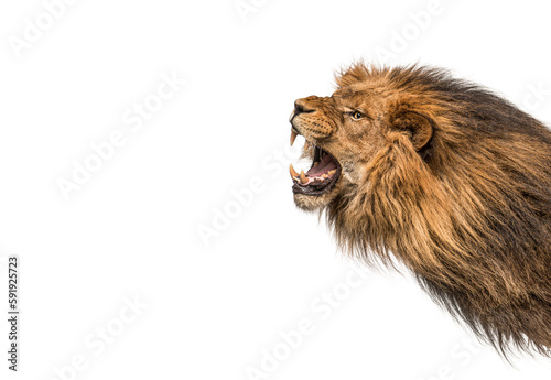 Head shot of a furious Lion roaring  Panthera Leo  isolated on white