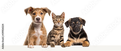 Cat and dogs leaning together on a empty web banner to place text. Empty space for text, isolated on white