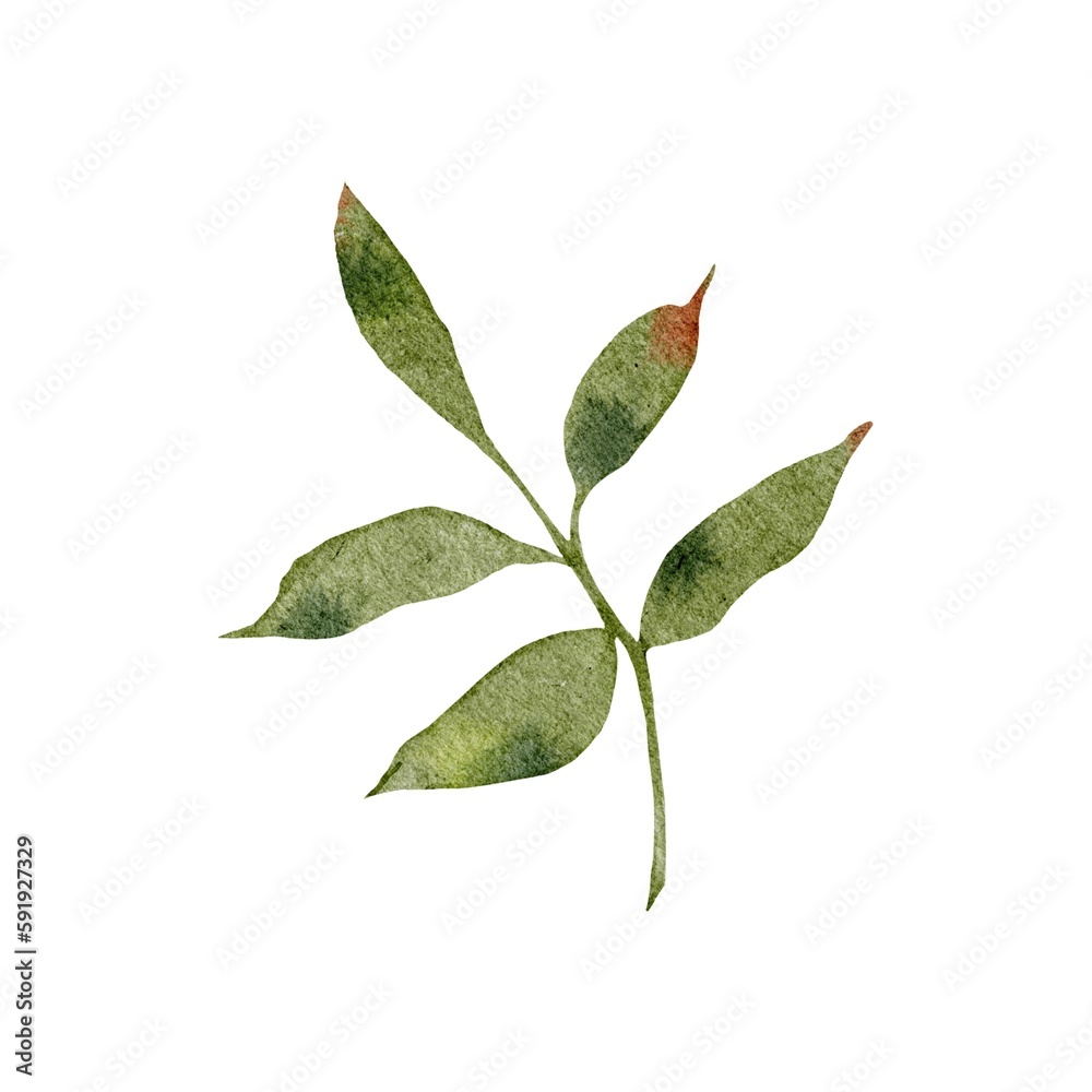 green leaves isolated on white background green leaves isolated on white background