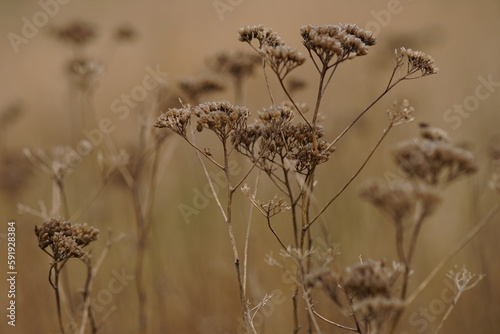 Dry yarrow branches growing in foggy field.