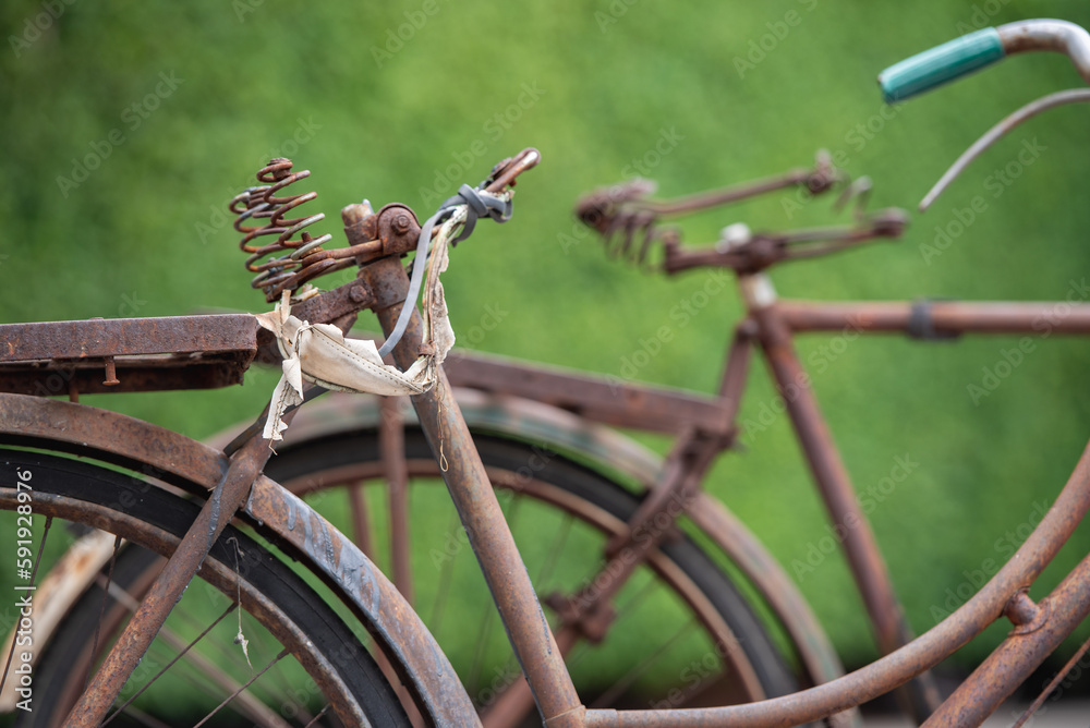 Old decay bicycle on green vine climbing garden wall outdoor. Rust Classic bike old bicycle on green garden wall retro style. Vine plant green leaves partition background. Old decay bicycle on green vine climbing garden wall outdoor. Rust Classic bike old bicycle on green garden wall retro style. Vine plant green leaves partition background.