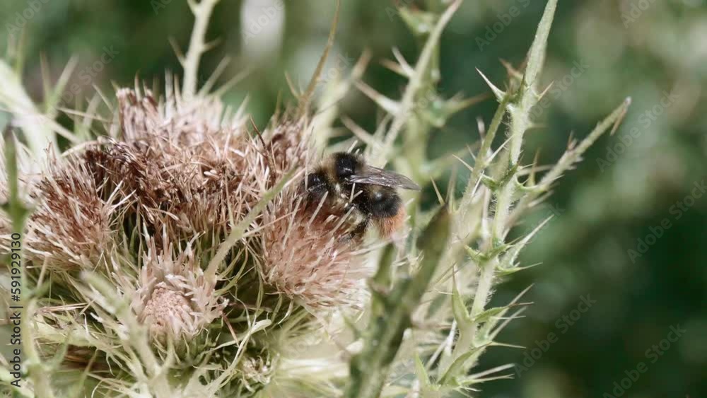 big bee insect pollinates wild flower in the mountains big bee insect pollinates wild flower in the mountains