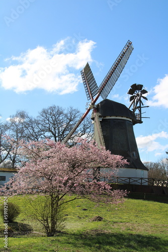 Windmill and cherry blossom in Worpswede, Germany | Travelling from Bremen to Stade and Otterndorf on the 