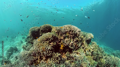 Tropical coral reef seascape with fishes, hard and soft corals. Underwater video. Philippines.