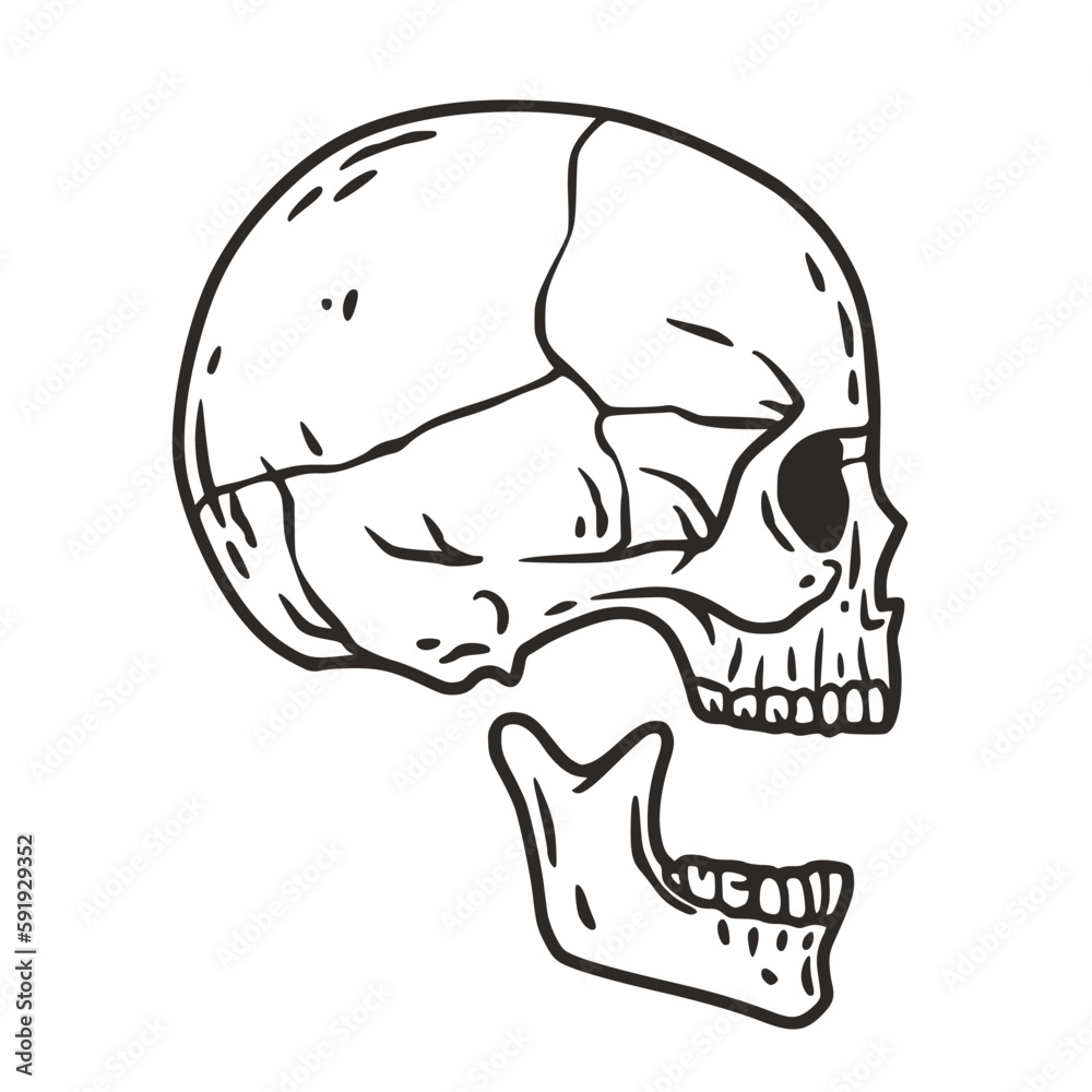 Skull vector for halloween design. Skeleton head or bone brutal skull Skull vector for halloween design. Skeleton head or bone brutal skull