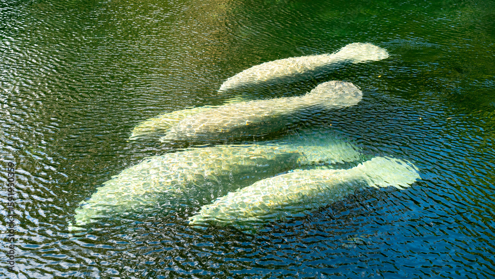 Foto de A herd of Florida Manatee (Trichechus manatus latirostris