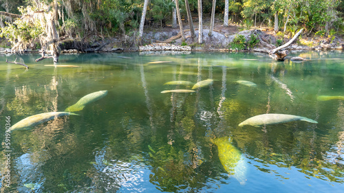 Fototapeta Naklejka Na Ścianę i Meble -  A herd of Florida Manatee (Trichechus manatus latirostris) swimming in the crystal-clear spring water at Blue Spring State Park in Florida, USA, a winter gathering site for manatees.