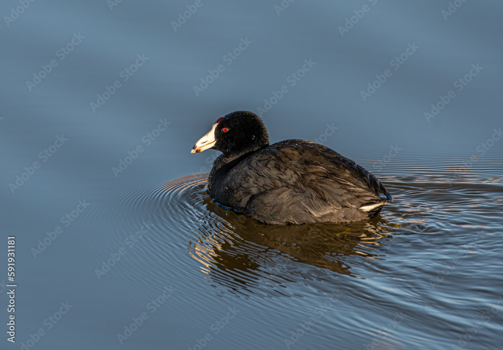 American Coot Swimming in a Colorado Wetland American Coot Swimming in a Colorado Wetland