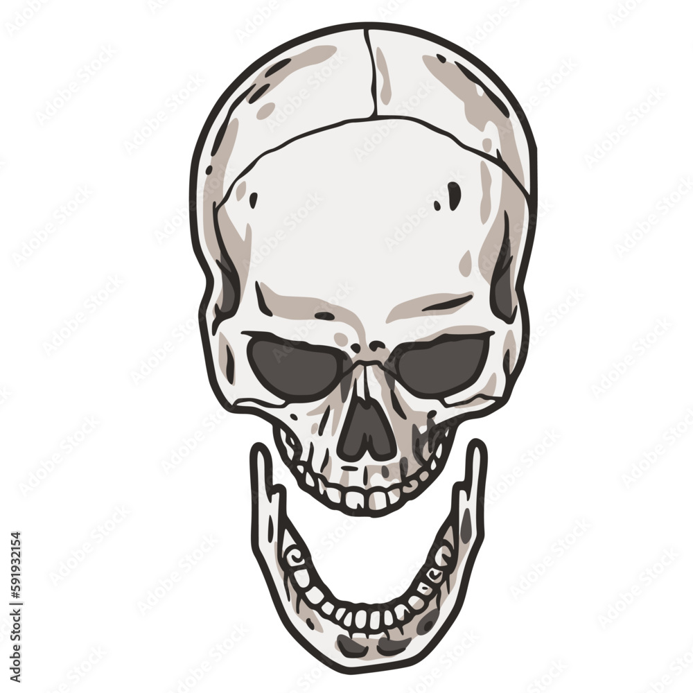 Skull vector for halloween design. Skeleton head or bone brutal skull