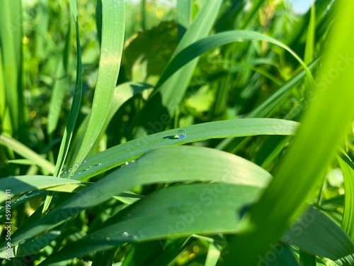A dewdrop shine under sun shine on rye fresh green grass leaf