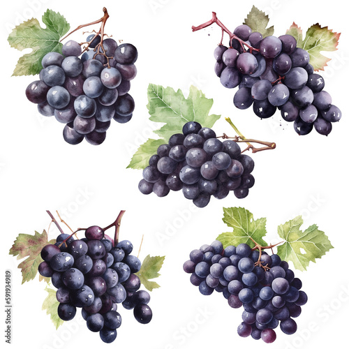 Watercolour black grapes on white background, AI generated art.
