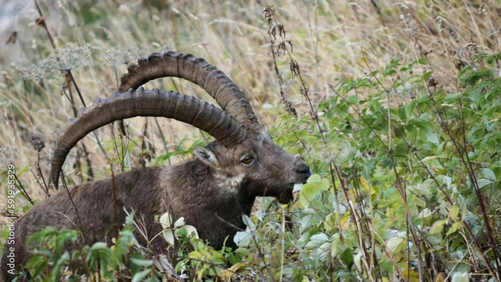 alpine ibex in the mountains in the Swiss alps alpine ibex in the mountains in the Swiss alps