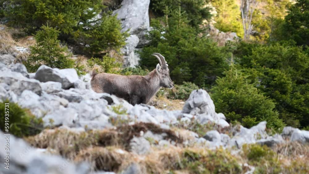 alpine ibex in the mountains in the Swiss alps alpine ibex in the mountains in the Swiss alps