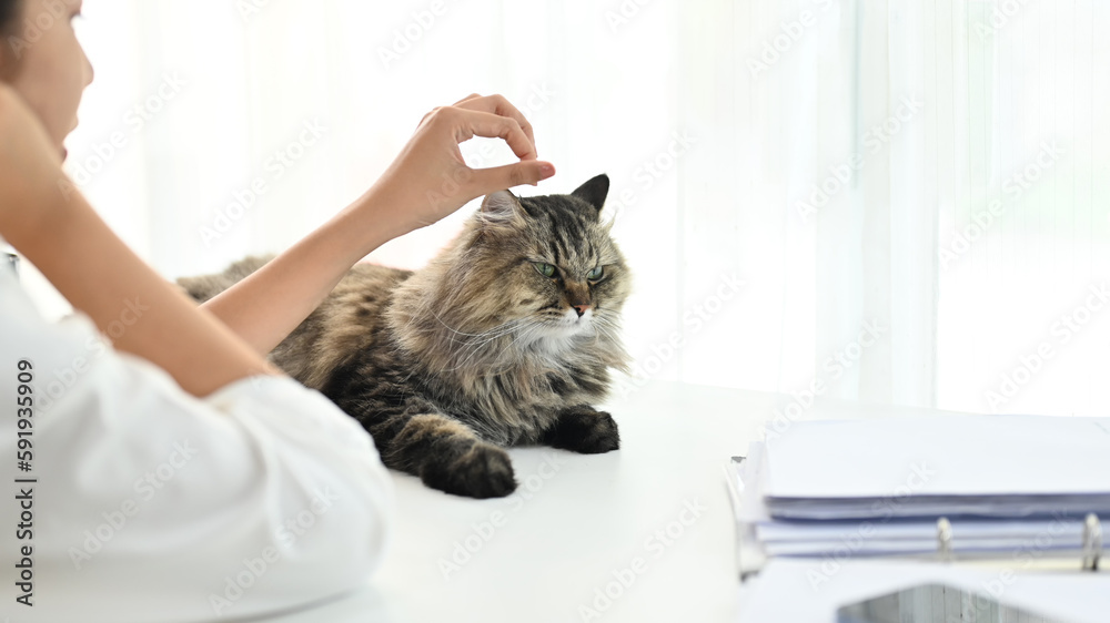 Closeup asian woman playing her cat on the table in modern home office.