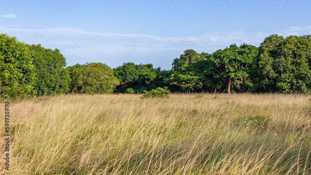 Wilderness Bush Wildlife Animal Terrain Thick Grass Trees Summer Landscape