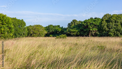 Wilderness Bush Wildlife Animal Terrain Thick Grass Trees Summer Landscape