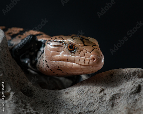 Common blue-tongued lizard close up. Portrait of an exotic pet on rock in the studio. Tiliqua scincoides in studio photo