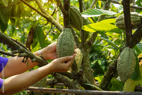 A cocoa farmer holds the cocoa fruit in his hand to check the quality of the produce. Soft and selective focus.