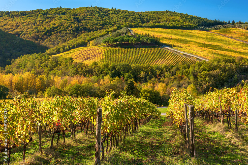 Obraz premium vineyards Chianti landscape in the Castellina countryside