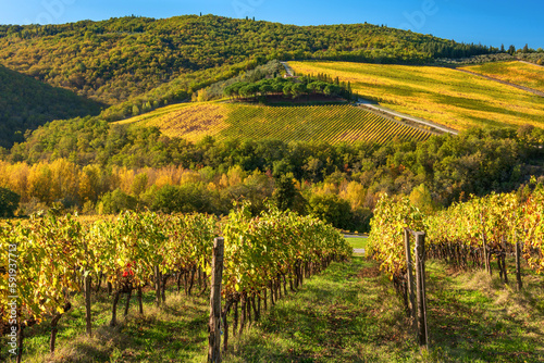 vineyards Chianti landscape in the Castellina countryside photo