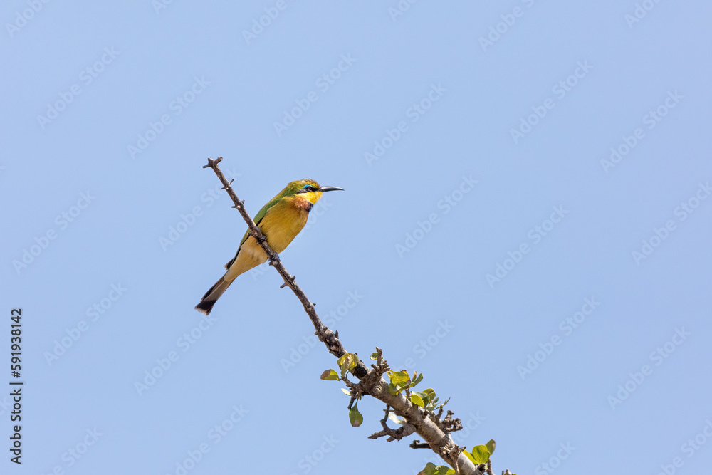 The little bee-eater, Merops pusillus perched on a branch in the Masai Mara, Kenya. Blue sky background with space for text. The little bee-eater, Merops pusillus perched on a branch in the Masai Mara, Kenya. Blue sky background with space for text.