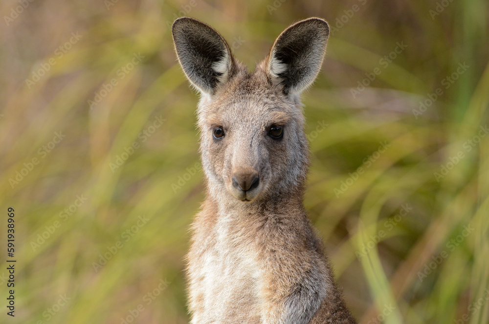 Fototapeta premium An eastern grey kangaroo joey in a park in Melbourne, Victoria.