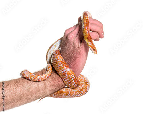 Human hand handling Corn snake, Pantherophis guttatus