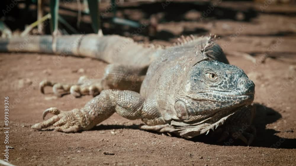 Close-up head of reptile, young green iguana. Close-up head of reptile, young green iguana.
