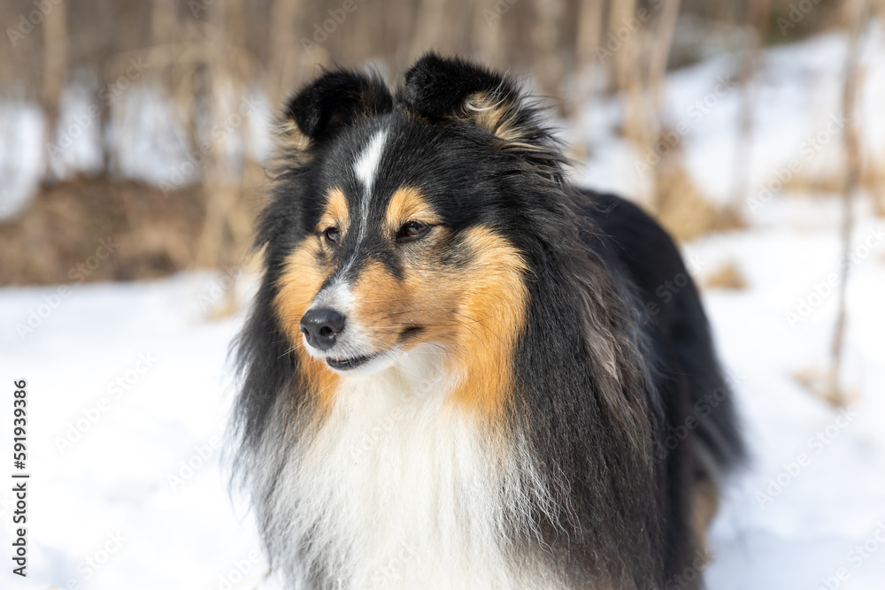 Black and white with sable tan shetland sheepdog winter portrait in the forest with background of white snow. Sweet cute and fluffy little lassie, collie, sheltie dog standing on fresh snow
