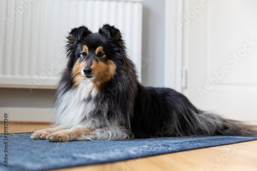Fototapeta Naklejka Na Ścianę i Meble -  Calm and relaxed black white tricolor shetland sheepdog lies of the colorful blue carpet on the wooden floor. Nice attentive little sheltie, small collie relaxing inside the house near heating battery