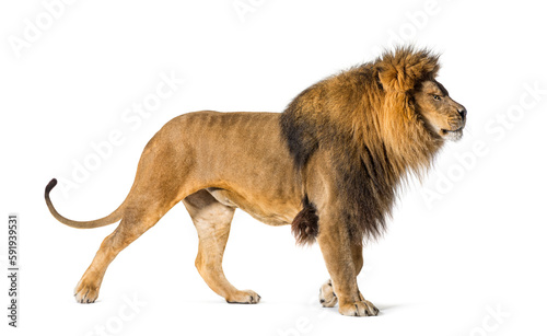 side view of a male adult lion looking proudly ahead