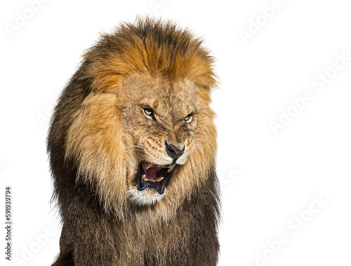 Fototapeta Naklejka Na Ścianę i Meble -  Lion pulling a face, looking at the camera and showing its teeth, isolated on white