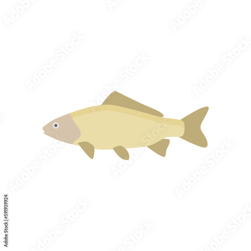 freshwater carp fish flat design vector illustration