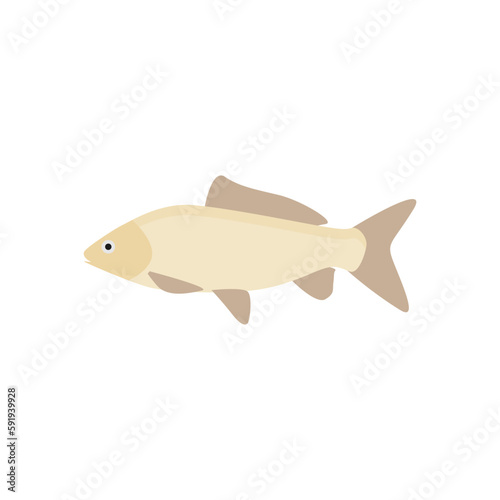 freshwater carp fish flat design vector illustration