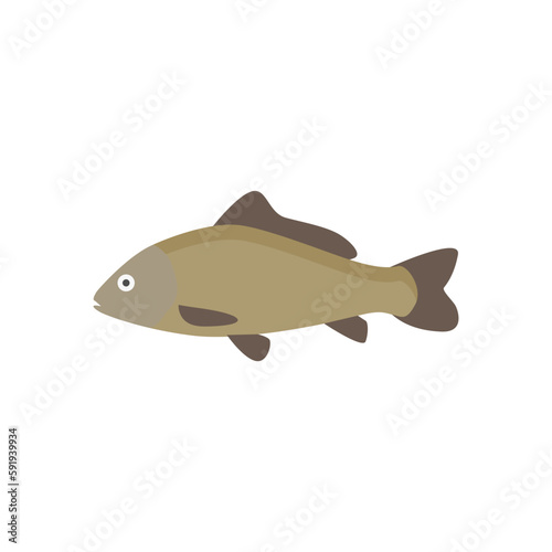 freshwater carp fish flat design vector illustration